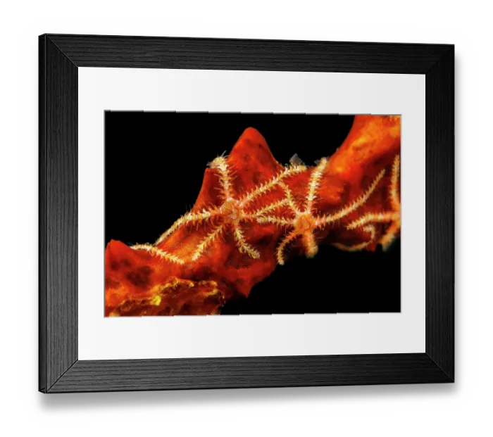 Framed Print : Group of tiny Six-armed brittle stars (Ophiothela danae) clinging onto a stalk of sponge, Guam, Federated States of Micronesia, Pacific Ocean Framed Print : Group of tiny Six-armed brittle stars (Ophiothela danae) clinging onto a stalk of sponge, Guam, Federated States of Micronesia, Pacific Ocean