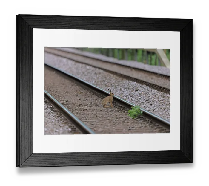 Framed Print : Brown hare (Lepus europaeus) crossing railway tracks, Norfolk, England, UK. July