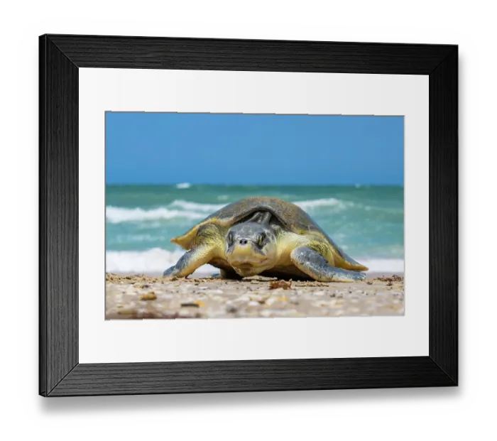 Framed Print : Kemp's ridley turtle (Lepidochelys kempii) female, coming ashore to nest, Rancho Nuevo Sea Turtle Sanctuary, Tamaulipas, Mexico. Critically endangered Framed Print : Kemp's ridley turtle (Lepidochelys kempii) female, coming ashore to nest, Rancho Nuevo Sea Turtle Sanctuary, Tamaulipas, Mexico. Critically endangered
