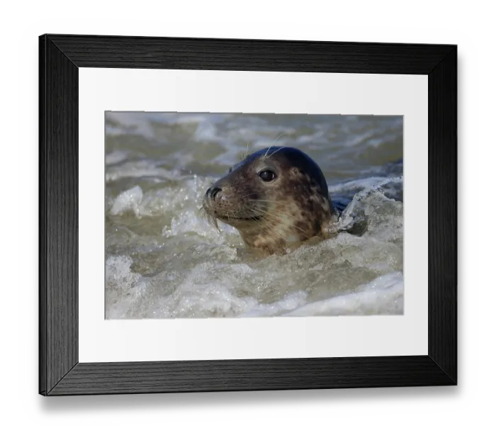 Framed Print : RF - Grey seal (Halichoerus grypus) swimming in the surf, Norfolk, England, UK, North Sea. September. (This image may be licensed either as rights managed or royalty free.) Framed Print : RF - Grey seal (Halichoerus grypus) swimming in the surf, Norfolk, England, UK, North Sea. September. (This image may be licensed either as rights managed or royalty free.)