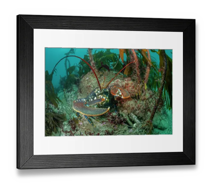 Framed Print : European lobster (Homarus gammarus) walking over seabed in front of Kelp (Laminaria hyperborea) forest, Lizard Peninsula, Cornwall, UK, English Channel Framed Print : European lobster (Homarus gammarus) walking over seabed in front of Kelp (Laminaria hyperborea) forest, Lizard Peninsula, Cornwall, UK, English Channel