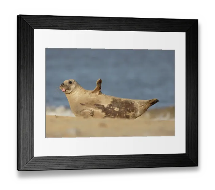 Framed Print : Grey seal (Halichoerus grypus) rolling in sand on beach with tongue poking out, Norfolk, England, UK. November Framed Print : Grey seal (Halichoerus grypus) rolling in sand on beach with tongue poking out, Norfolk, England, UK. November