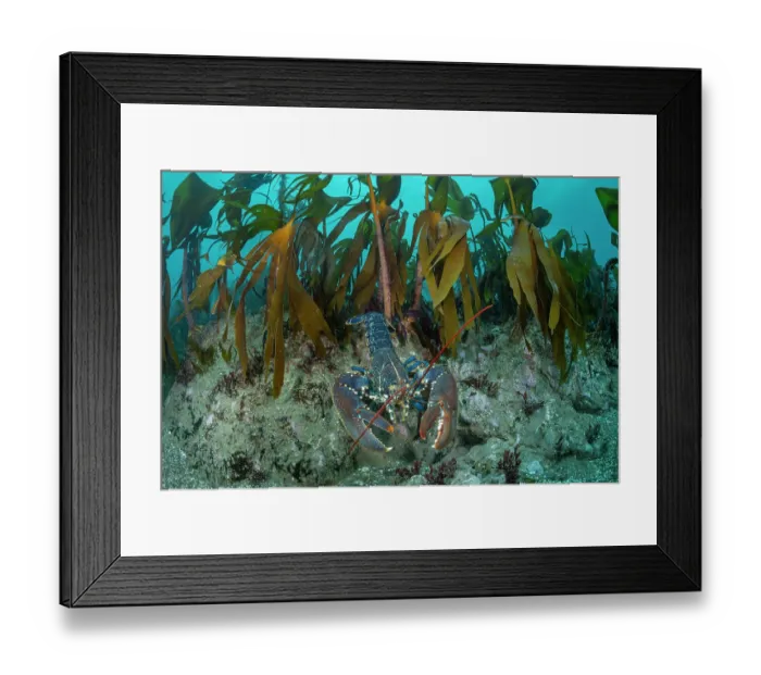 Framed Print : European lobster (Homarus gammarus) resting on the seabed in front of Kelp (Laminaria hyperborea) forest, Lizard Peninsula, Cornwall, UK, English Channel Framed Print : European lobster (Homarus gammarus) resting on the seabed in front of Kelp (Laminaria hyperborea) forest, Lizard Peninsula, Cornwall, UK, English Channel