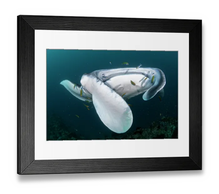 Framed Print : Reef manta ray (Manta alfredi) surrounded by reef fish on a cleaning station, Baa Atoll, Maldives, Indian Ocean Framed Print : Reef manta ray (Manta alfredi) surrounded by reef fish on a cleaning station, Baa Atoll, Maldives, Indian Ocean