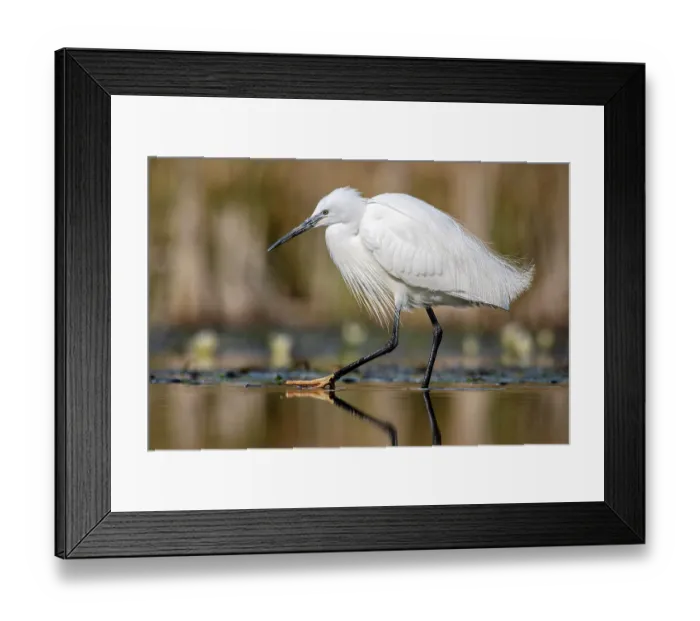 Framed Print : Little egret (Egretta garzetta) breeding plumage, wading through shallow water, near Bourne, Lincolnshire, England, UK. March Framed Print : Little egret (Egretta garzetta) breeding plumage, wading through shallow water, near Bourne, Lincolnshire, England, UK. March