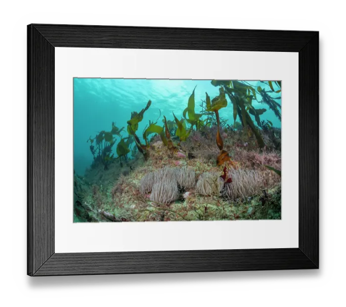 Framed Print : Snakelocks anemones (Anemonia viridis) on rocky reef with Kelp (Laminaria hyperborea) and Common coral weed (Corallina officinalis), Lizard Peninsula, Cornwall, UK Framed Print : Snakelocks anemones (Anemonia viridis) on rocky reef with Kelp (Laminaria hyperborea) and Common coral weed (Corallina officinalis), Lizard Peninsula, Cornwall, UK