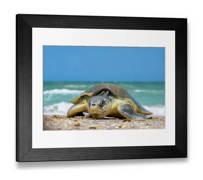 Framed Print : Kemp's ridley turtle (Lepidochelys kempii) female, coming ashore to nest, Rancho Nuevo Sea Turtle Sanctuary, Tamaulipas, Mexico. Critically endangered Framed Print : Kemp's ridley turtle (Lepidochelys kempii) female, coming ashore to nest, Rancho Nuevo Sea Turtle Sanctuary, Tamaulipas, Mexico. Critically endangered