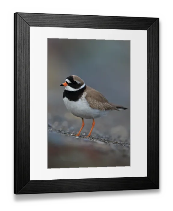 Framed Print : Ringed plover (Charadrius hiaticula) portrait, Iceland. June Framed Print : Ringed plover (Charadrius hiaticula) portrait, Iceland. June