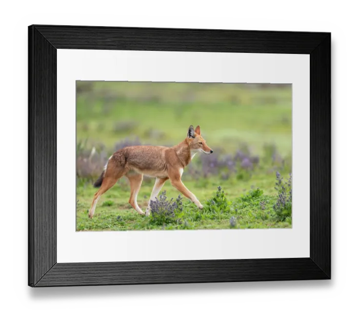 Framed Print : RF - Ethiopian wolf (Canis simensis) walking among Rift Valley sage (Salvia merjamie), Bale Mountains National Park, Ethiopia. Endangered Framed Print : RF - Ethiopian wolf (Canis simensis) walking among Rift Valley sage (Salvia merjamie), Bale Mountains National Park, Ethiopia. Endangered