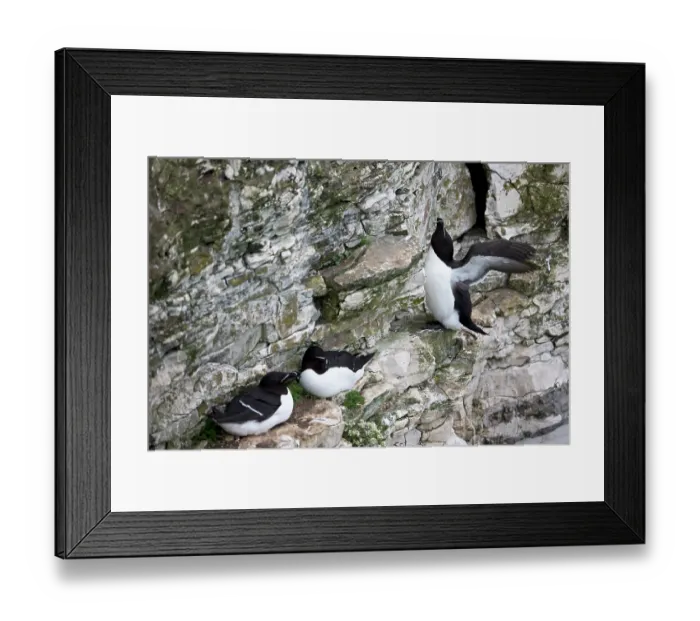 Framed Print : Three Razorbills (Alca torda) in summer plumage, perched on cliff face, Bempton Cliffs, Yorkshire, England, UK. June Framed Print : Three Razorbills (Alca torda) in summer plumage, perched on cliff face, Bempton Cliffs, Yorkshire, England, UK. June