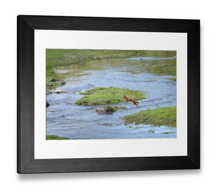 Framed Print : RF - Ethiopian wolf (Canis simensis) jumping over river, Bale Mountains National Park, Ethiopia. Endangered. (This image may be licensed either as rights managed or royalty free.) Framed Print : RF - Ethiopian wolf (Canis simensis) jumping over river, Bale Mountains National Park, Ethiopia. Endangered. (This image may be licensed either as rights managed or royalty free.)