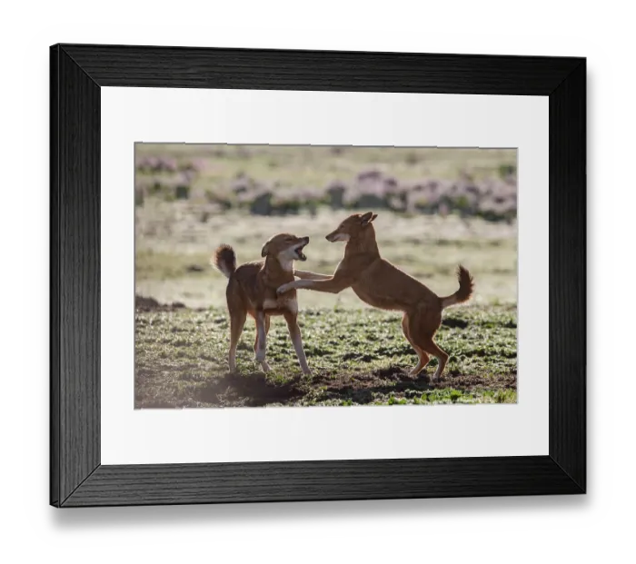 Framed Print : RF - Two Ethiopian wolves (Canis simensis) greeting each other in the morning, Bale Mountains National Park, Ethiopia. Endangered Framed Print : RF - Two Ethiopian wolves (Canis simensis) greeting each other in the morning, Bale Mountains National Park, Ethiopia. Endangered