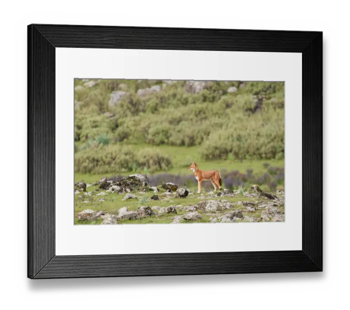 Framed Print : Ethiopian wolf (Canis simensis) patrolling the pack's territory, Bale Mountains National Park, Ethiopia. Endangered Framed Print : Ethiopian wolf (Canis simensis) patrolling the pack's territory, Bale Mountains National Park, Ethiopia. Endangered