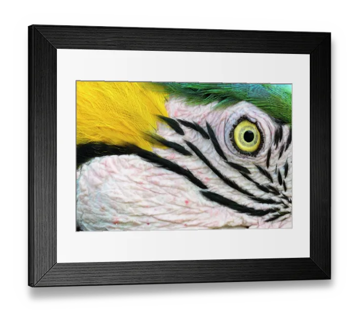 Framed Print : Blue-and-yellow macaw (Ara ararauna) face detail, Pantanal, Mato Grosso, Brazil Framed Print : Blue-and-yellow macaw (Ara ararauna) face detail, Pantanal, Mato Grosso, Brazil