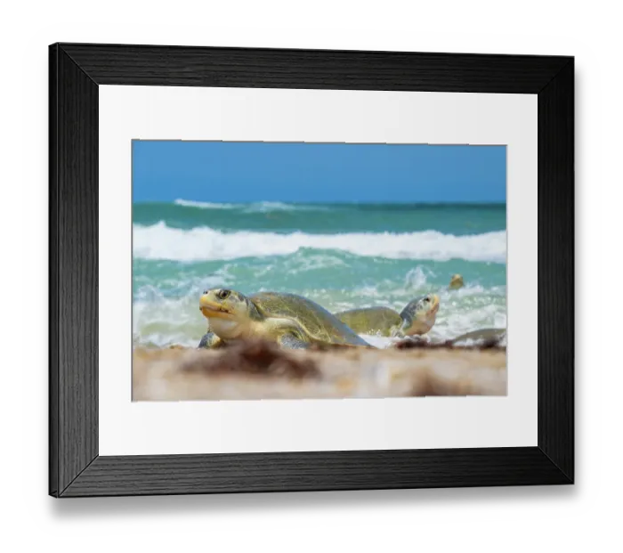 Framed Print : Group of Kemp's ridley turtles (Lepidochelys kempii) female, coming ashore in brief daytime arribada, a mass synchronised sea turtle nesting phenomenon Framed Print : Group of Kemp's ridley turtles (Lepidochelys kempii) female, coming ashore in brief daytime arribada, a mass synchronised sea turtle nesting phenomenon
