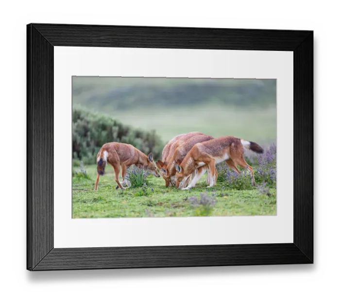 Framed Print : Ethiopian wolves (Canis simensis) investigating a smell whilst patrolling their territory borders, Bale Mountains National Park, Ethiopia. Endangered Framed Print : Ethiopian wolves (Canis simensis) investigating a smell whilst patrolling their territory borders, Bale Mountains National Park, Ethiopia. Endangered