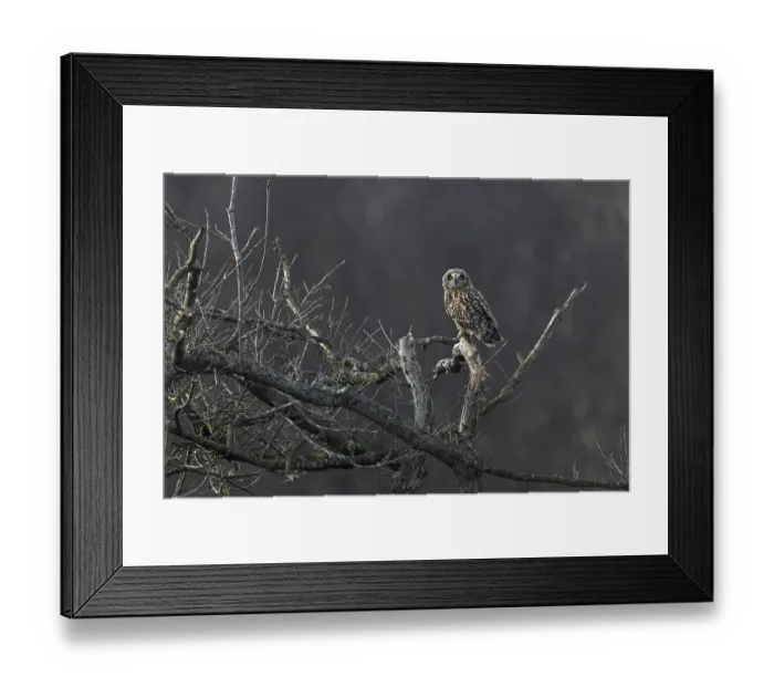 Framed Print : Short-eared owl (Asio flammeus) perched in tree, Winterton, Norfolk, England, UK. January Framed Print : Short-eared owl (Asio flammeus) perched in tree, Winterton, Norfolk, England, UK. January