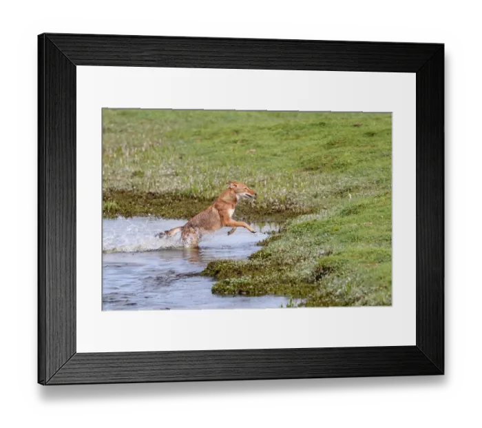 Framed Print : Ethiopian wolf (Canis simensis) jumping across a river, Bale Mountains National Park, Ethiopia. Endangered Framed Print : Ethiopian wolf (Canis simensis) jumping across a river, Bale Mountains National Park, Ethiopia. Endangered