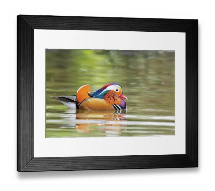 Framed Print : Mandarin duck (Aix galericulata) male in breeding plumage, on water, Stover Country Park, Newton Abbot, Devon, England, UK. January Framed Print : Mandarin duck (Aix galericulata) male in breeding plumage, on water, Stover Country Park, Newton Abbot, Devon, England, UK. January