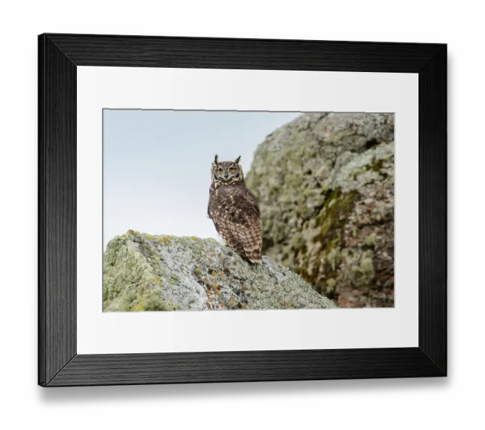 Framed Print : Cape eagle owl (Bubo capensis) perched on rock, Bale Mountains National Park, Ethiopia