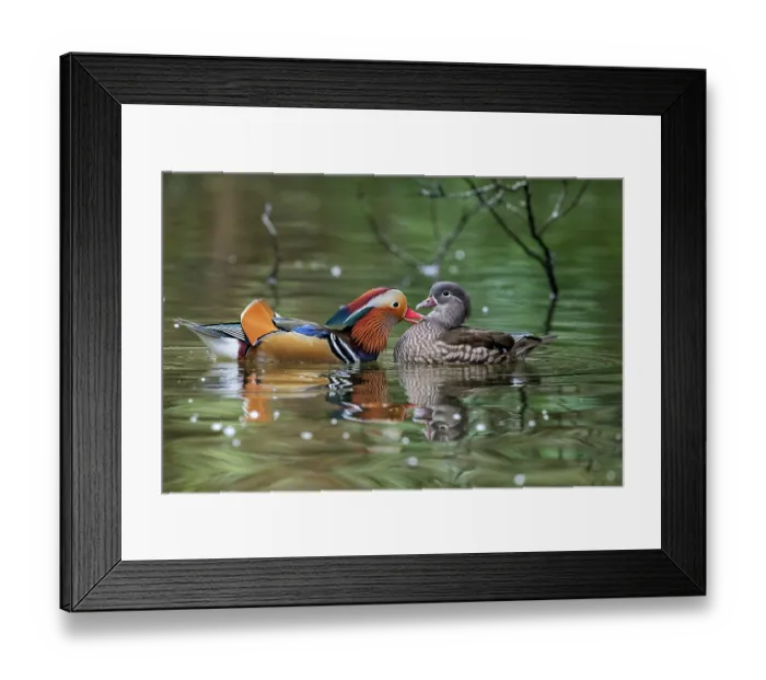 Framed Print : Mandarin ducks (Aix galericulata) pair in breeding plumage, courtship display, the male lightly preening or gently plucking on the female's breast feathers, Stover Country Park Framed Print : Mandarin ducks (Aix galericulata) pair in breeding plumage, courtship display, the male lightly preening or gently plucking on the female's breast feathers, Stover Country Park
