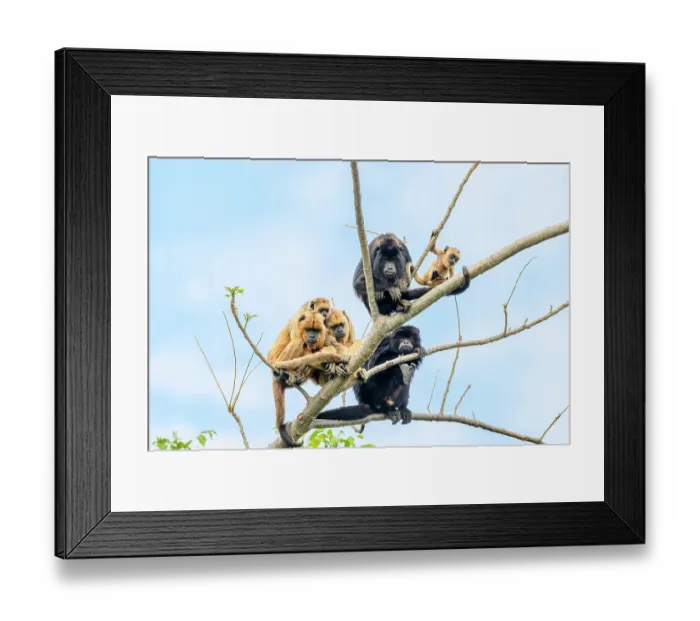 Framed Print : Group of Black-and-gold howler monkeys (Alouatta caraya) juvenile males and females with an infant, sitting on tree branch, Cuiaba River, Pantanal, Brazil