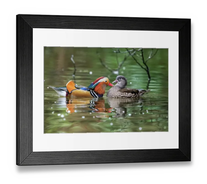 Framed Print : Mandarin ducks (Aix galericulata) pair in breeding plumage, courtship display, the male lightly preening or gently plucking on the female's breast feathers, Stover Country Park Framed Print : Mandarin ducks (Aix galericulata) pair in breeding plumage, courtship display, the male lightly preening or gently plucking on the female's breast feathers, Stover Country Park