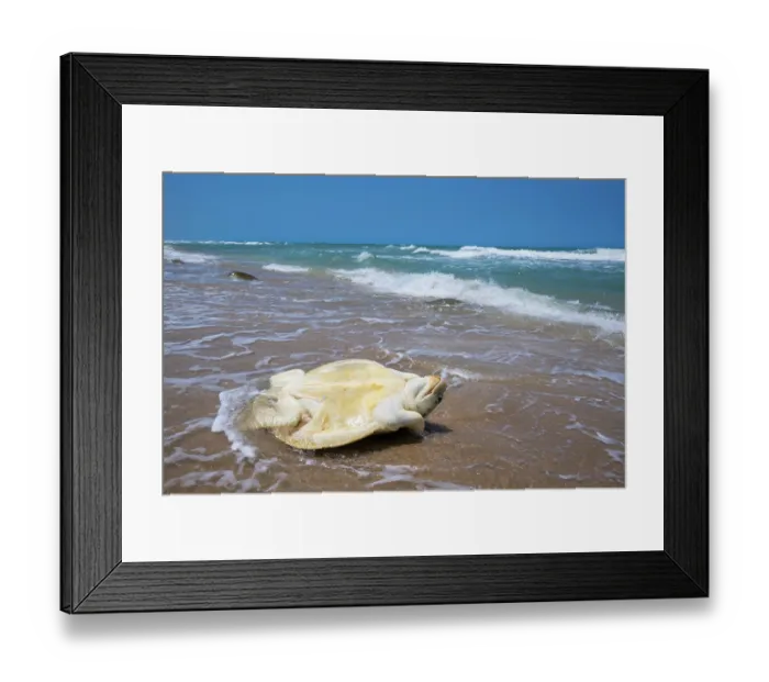 Framed Print : Kemp's ridley turtle (Lepidochelys kempii) female, flipped over by waves while coming ashore to nest, Rancho Nuevo Sea Turtle Sanctuary, Tamaulipas, Mexico. Critically endangered Framed Print : Kemp's ridley turtle (Lepidochelys kempii) female, flipped over by waves while coming ashore to nest, Rancho Nuevo Sea Turtle Sanctuary, Tamaulipas, Mexico. Critically endangered