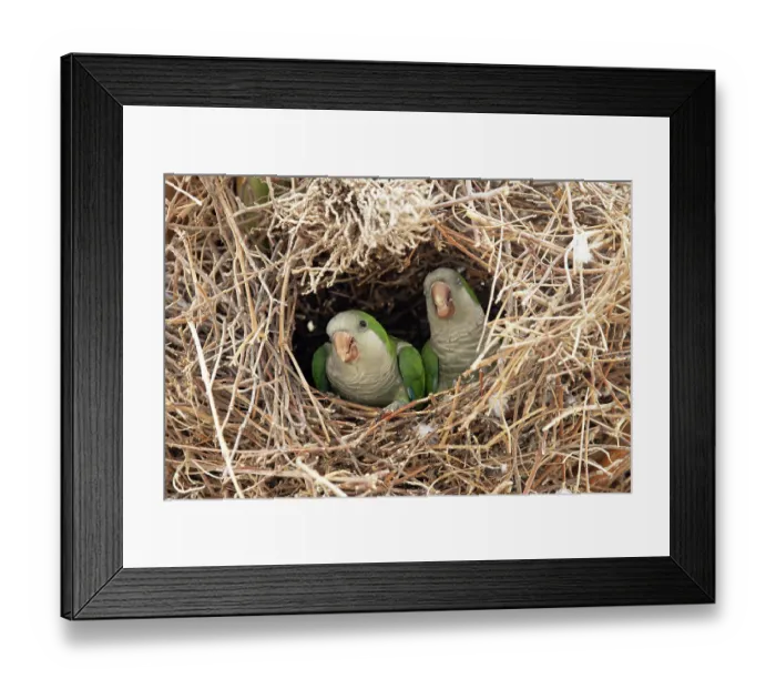 Framed Print : Monk parakeets (Myiopsitta monachus) pair peering from nest, Park Guell, Barcelona, Spain. August Framed Print : Monk parakeets (Myiopsitta monachus) pair peering from nest, Park Guell, Barcelona, Spain. August