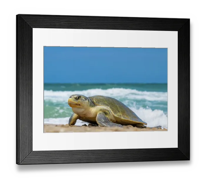 Framed Print : Kemp's ridley turtle (Lepidochelys kempii) female, coming ashore to nest, Rancho Nuevo Sea Turtle Sanctuary, Tamaulipas, Mexico. Critically endangered Framed Print : Kemp's ridley turtle (Lepidochelys kempii) female, coming ashore to nest, Rancho Nuevo Sea Turtle Sanctuary, Tamaulipas, Mexico. Critically endangered