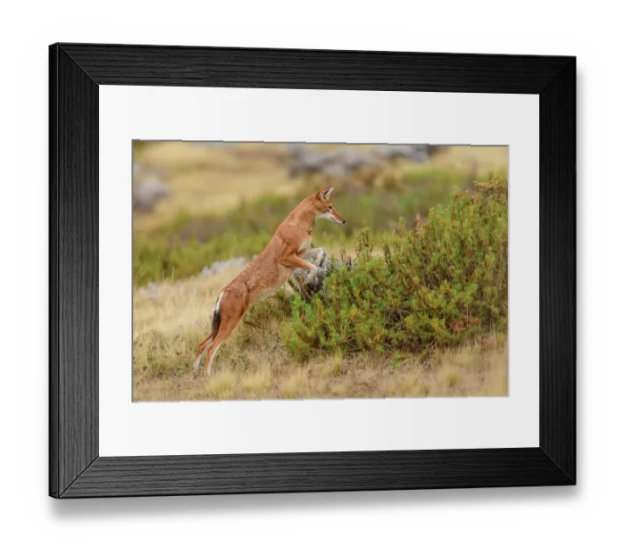 Framed Print : Ethiopian wolf (Canis simensis) hunting, Guassa Community Conservation Area, Ethiopia. Endangered Framed Print : Ethiopian wolf (Canis simensis) hunting, Guassa Community Conservation Area, Ethiopia. Endangered