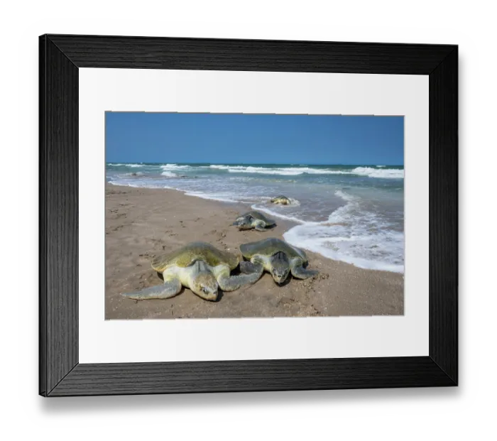 Framed Print : Group of Kemp's ridley turtles (Lepidochelys kempii) female, coming ashore in brief daytime arribada, a mass synchronised sea turtle nesting phenomenon Framed Print : Group of Kemp's ridley turtles (Lepidochelys kempii) female, coming ashore in brief daytime arribada, a mass synchronised sea turtle nesting phenomenon
