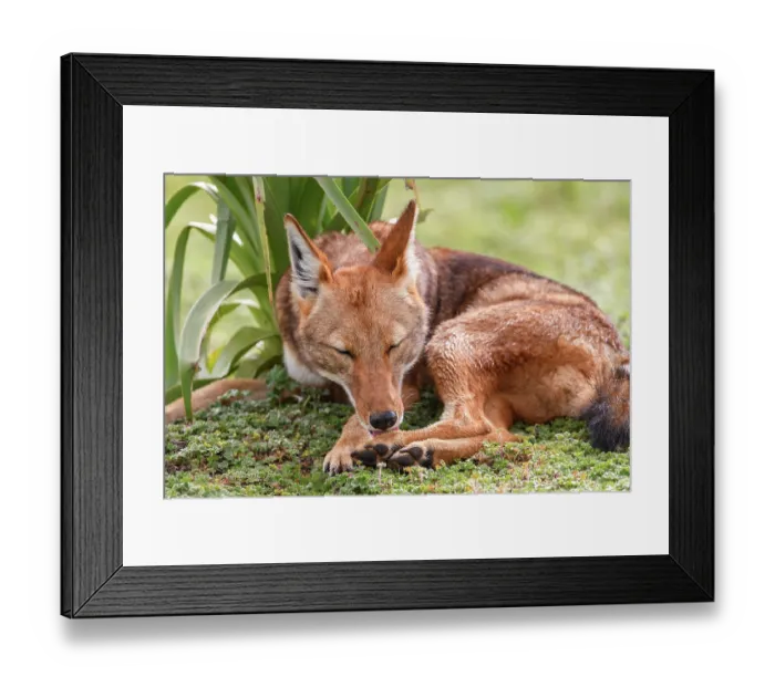 Framed Print : Ethiopian wolf (Canis simensis) resting, licking its foot, Bale Mountains National Park, Ethiopia. Endangered Framed Print : Ethiopian wolf (Canis simensis) resting, licking its foot, Bale Mountains National Park, Ethiopia. Endangered