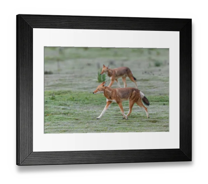 Framed Print : Two Ethiopian wolves (Canis simensis) patrolling their territory boundary, Bale Mountains National Park, Ethiopia. Endangered Framed Print : Two Ethiopian wolves (Canis simensis) patrolling their territory boundary, Bale Mountains National Park, Ethiopia. Endangered