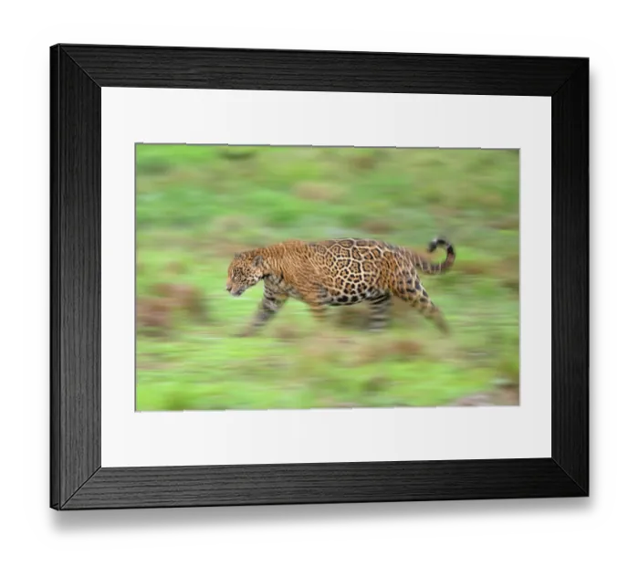 Framed Print : Jaguar (Panthera onca) male, patrolling forest edge, Refugio Ecologico Caiman, Mato Grosso do Sul, Pantanal, Brazil Framed Print : Jaguar (Panthera onca) male, patrolling forest edge, Refugio Ecologico Caiman, Mato Grosso do Sul, Pantanal, Brazil