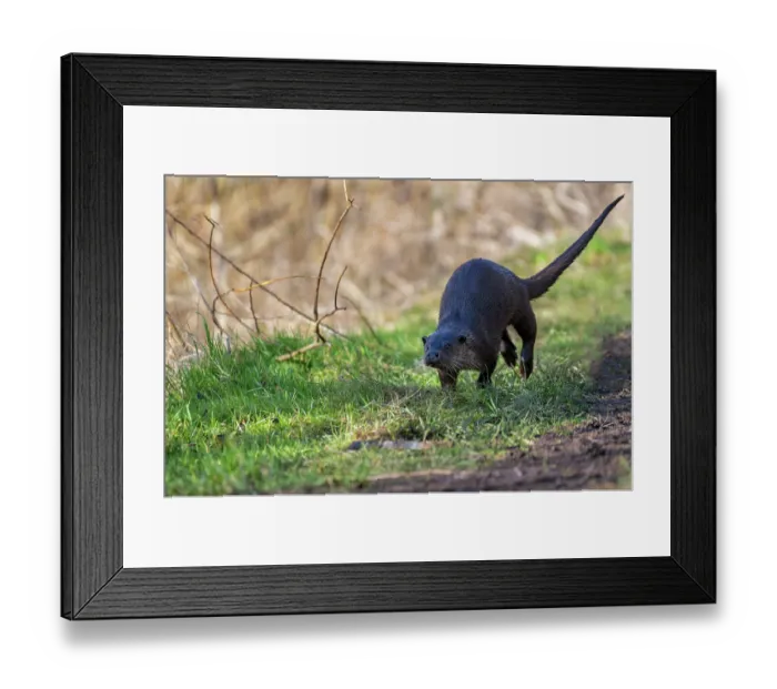 Framed Print : European otter (Lutra lutra) female, running along riverbank, Little Ouse River, Norfolk, England, UK. February
