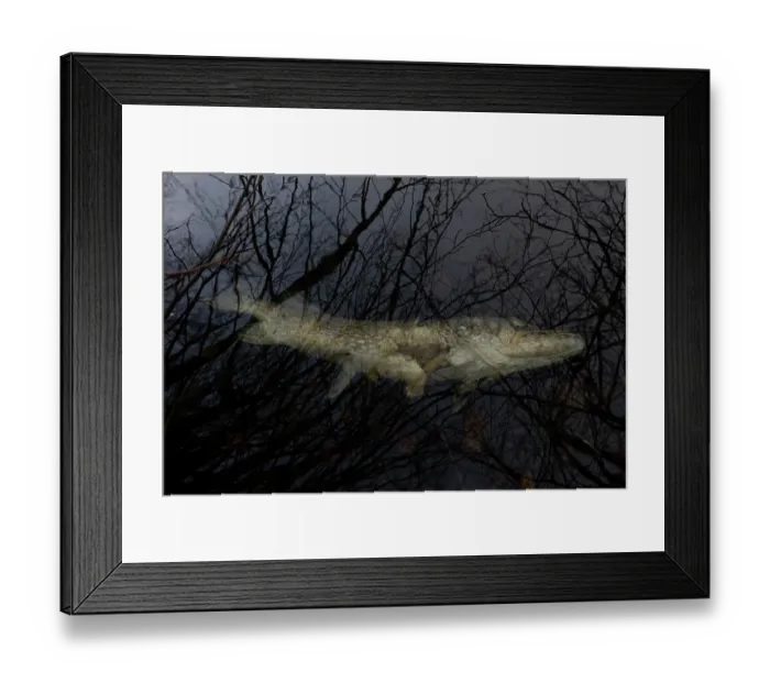Framed Print : Dead Pike (Esox lucius) floating in water, Whitlingham Country Park, Norwich, Norfolk, England, UK. January Framed Print : Dead Pike (Esox lucius) floating in water, Whitlingham Country Park, Norwich, Norfolk, England, UK. January