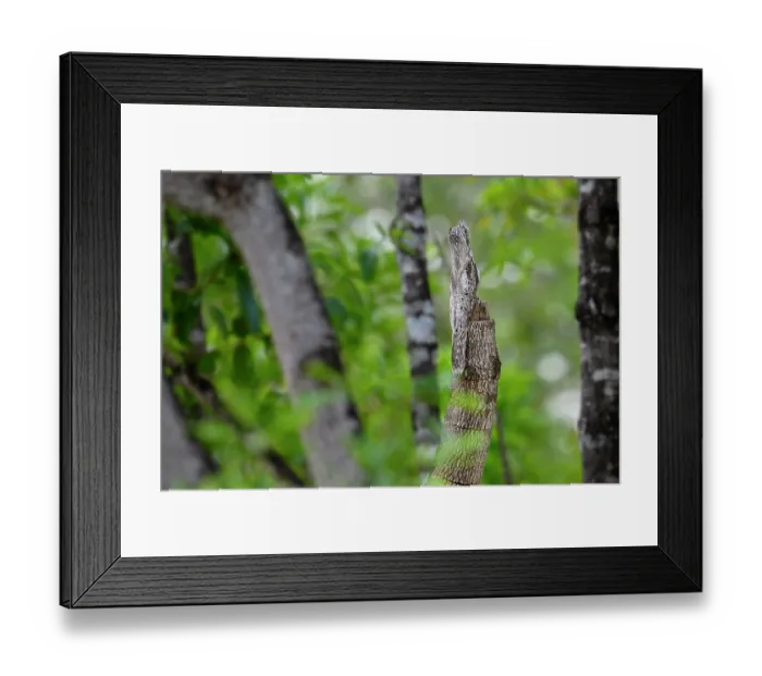 Framed Print : Common potoo (Nyctibius griseus) roosting on broken tree branch during the day, Pousada Araras, Pantanal, Brazil Framed Print : Common potoo (Nyctibius griseus) roosting on broken tree branch during the day, Pousada Araras, Pantanal, Brazil