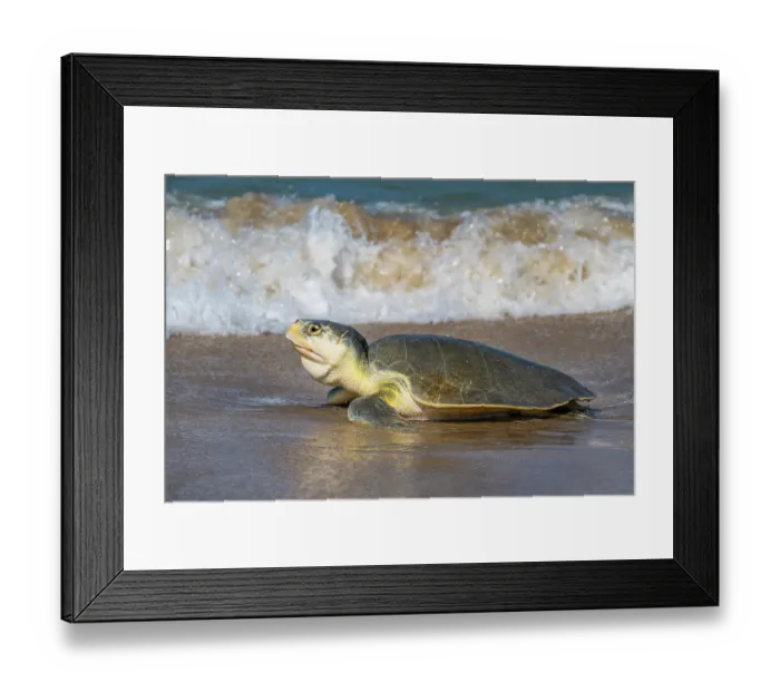 Framed Print : Kemp's ridley turtle (Lepidochelys kempii) female coming ashore to nest, Rancho Nuevo Sea Turtle Sanctuary, Tamaulipas, Mexico. Critically endangered Framed Print : Kemp's ridley turtle (Lepidochelys kempii) female coming ashore to nest, Rancho Nuevo Sea Turtle Sanctuary, Tamaulipas, Mexico. Critically endangered
