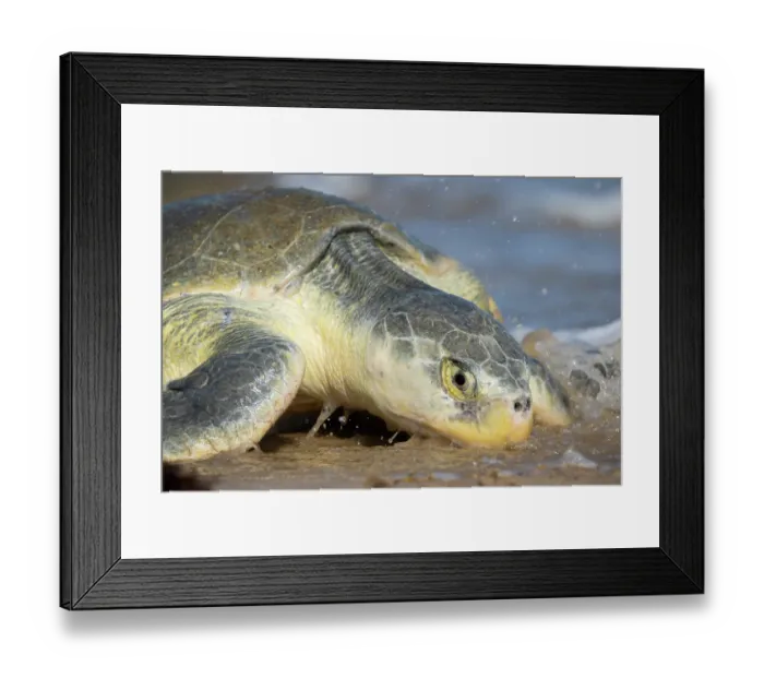 Framed Print : Kemp's ridley turtle (Lepidochelys kempii) female coming ashore to nest, Rancho Nuevo Sea Turtle Sanctuary, Tamaulipas, Mexico. Critically endangered Framed Print : Kemp's ridley turtle (Lepidochelys kempii) female coming ashore to nest, Rancho Nuevo Sea Turtle Sanctuary, Tamaulipas, Mexico. Critically endangered