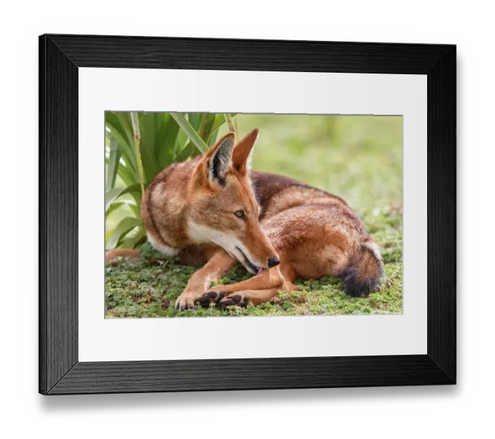 Framed Print : Ethiopian wolf (Canis simensis) resting, licking its foot, Bale Mountains National Park, Ethiopia. Endangered Framed Print : Ethiopian wolf (Canis simensis) resting, licking its foot, Bale Mountains National Park, Ethiopia. Endangered