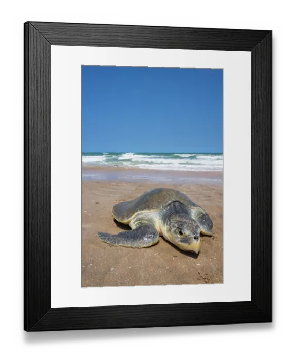 Framed Print : Kemp's ridley turtle (Lepidochelys kempii) female coming ashore to nest, Rancho Nuevo Sea Turtle Sanctuary, Tamaulipas, Mexico. Critically endangered Framed Print : Kemp's ridley turtle (Lepidochelys kempii) female coming ashore to nest, Rancho Nuevo Sea Turtle Sanctuary, Tamaulipas, Mexico. Critically endangered