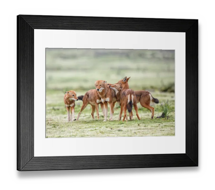 Framed Print : Ethiopian wolf (Canis simensis) pack members greeting each other in the morning, Bale Mountains National Park, Ethiopia. Endangered Framed Print : Ethiopian wolf (Canis simensis) pack members greeting each other in the morning, Bale Mountains National Park, Ethiopia. Endangered