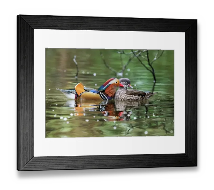 Framed Print : Mandarin ducks (Aix galericulata) pair in breeding plumage, courtship display, the male lightly preening or gently plucking on the female's breast feathers, Stover Country Park Framed Print : Mandarin ducks (Aix galericulata) pair in breeding plumage, courtship display, the male lightly preening or gently plucking on the female's breast feathers, Stover Country Park