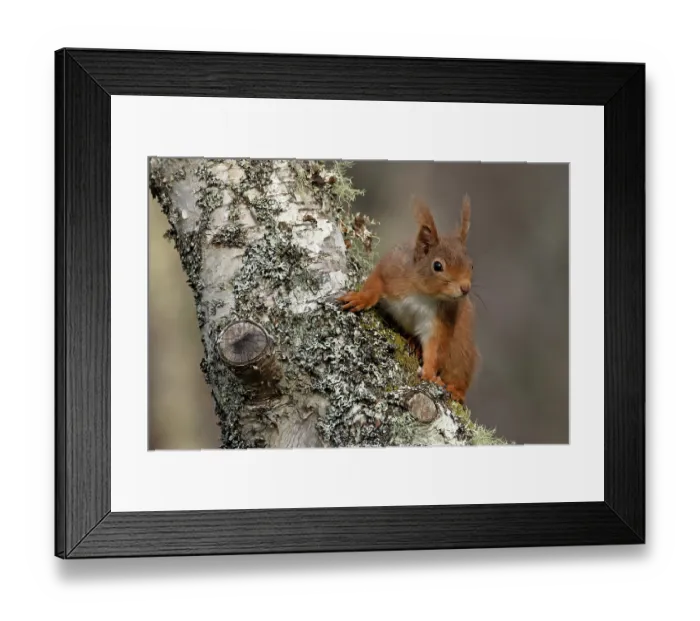 Framed Print : Red squirrel (Sciurus vulgaris) resting on tree trunk, Insh, Highlands, Scotland, UK. April Framed Print : Red squirrel (Sciurus vulgaris) resting on tree trunk, Insh, Highlands, Scotland, UK. April