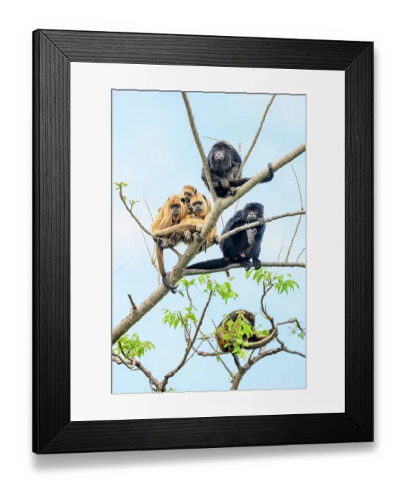 Framed Print : Group of Black-and-gold howler monkeys (Alouatta caraya) juvenile males and females with an infant, sitting on tree branch, Cuiaba River, Pantanal, Brazil Framed Print : Group of Black-and-gold howler monkeys (Alouatta caraya) juvenile males and females with an infant, sitting on tree branch, Cuiaba River, Pantanal, Brazil