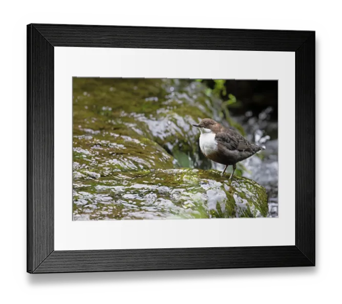 Framed Print : Dipper (Cinclus cinclus) perched on rock in stream, Youlgreave Derbyshire, England, UK. July