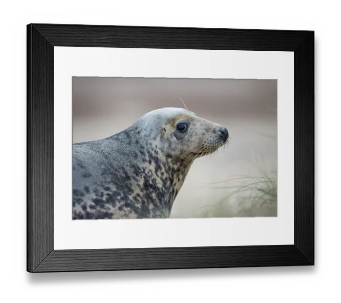 Framed Print : Grey seal (Halichoerus grypus) portrait, Norfolk, England, UK. December Framed Print : Grey seal (Halichoerus grypus) portrait, Norfolk, England, UK. December