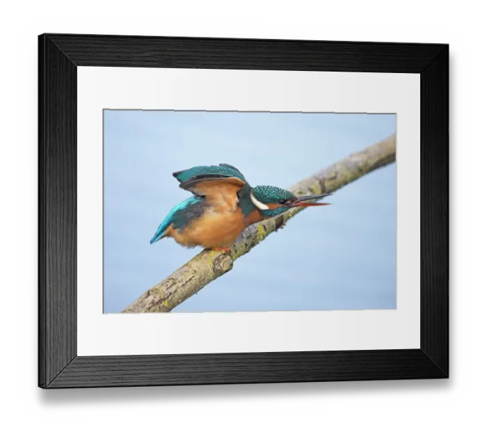 Framed Print : Common kingfisher (Alcedo atthis) perched on branch about to take flight, Suffolk, England, UK. February Framed Print : Common kingfisher (Alcedo atthis) perched on branch about to take flight, Suffolk, England, UK. February