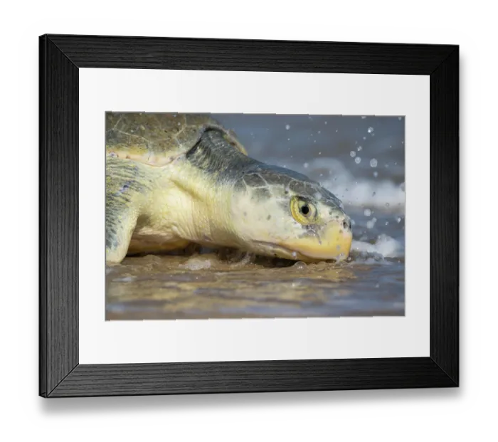 Framed Print : Kemp's ridley turtle (Lepidochelys kempii) female coming ashore to nest, Rancho Nuevo Sea Turtle Sanctuary, Tamaulipas, Mexico. Critically endangered Framed Print : Kemp's ridley turtle (Lepidochelys kempii) female coming ashore to nest, Rancho Nuevo Sea Turtle Sanctuary, Tamaulipas, Mexico. Critically endangered